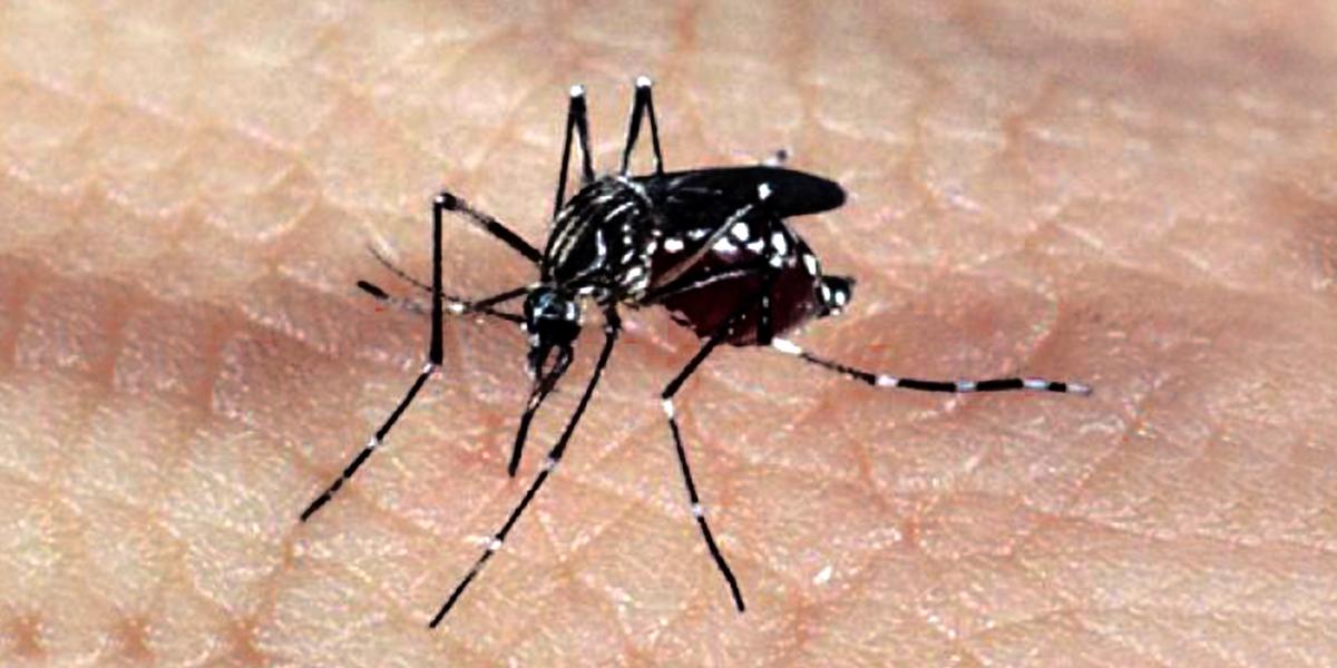 A febre amarela é transmitida, exclusivamente, pela picada do mosquito Aedes aegypt (Fio Cruz)