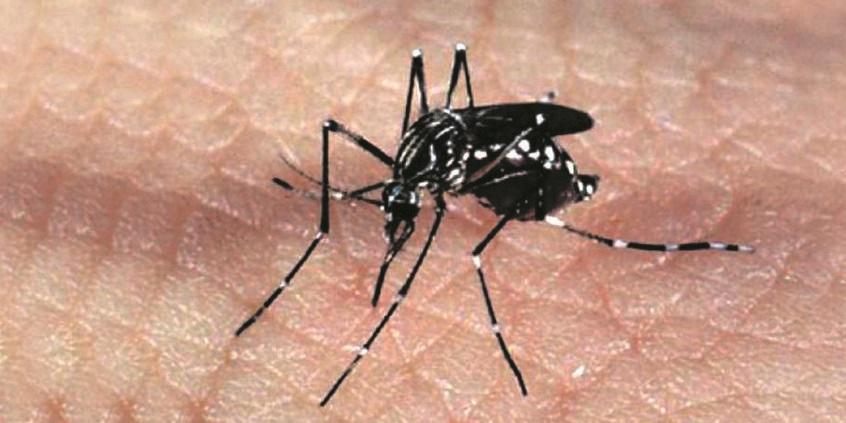 Mosquito Aedes aegypt é o responsável pela transmissão da chikungunya (pexels)