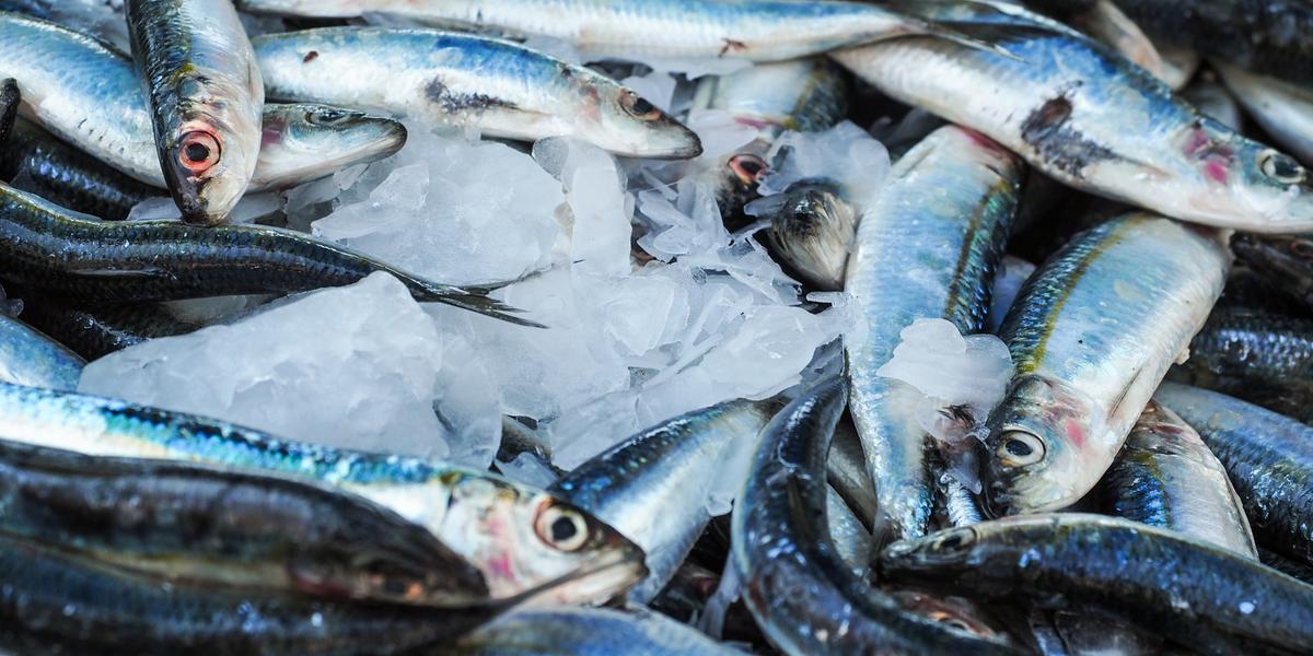 Durante a Semana Santa consumidores trocam carne vermelha por peixe (pexels)
