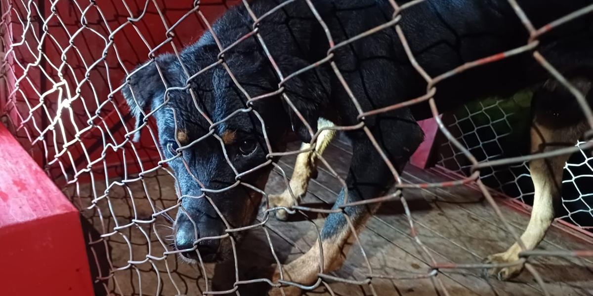 “Não existe cão que não morde. O animal tem o momento dele” diz adestrador (CORPO DE BOMBEIROS/DIVULGAÇÃO)