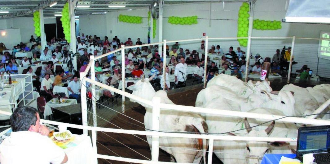 Serão leiloados mais de 10 mil animais entre touros e matrizes Nelore; vacas leiteiras e gado de corte
 (SOLON QUEIROZ)