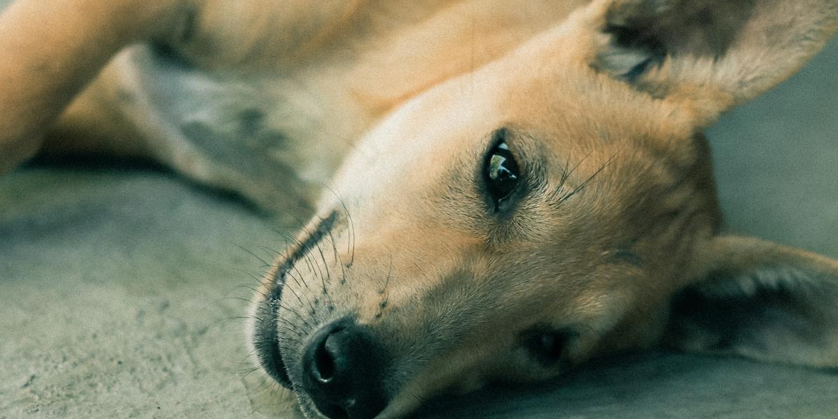 Evento será um momento de diversão e acolhimento para os animalzinhos (Pexels)