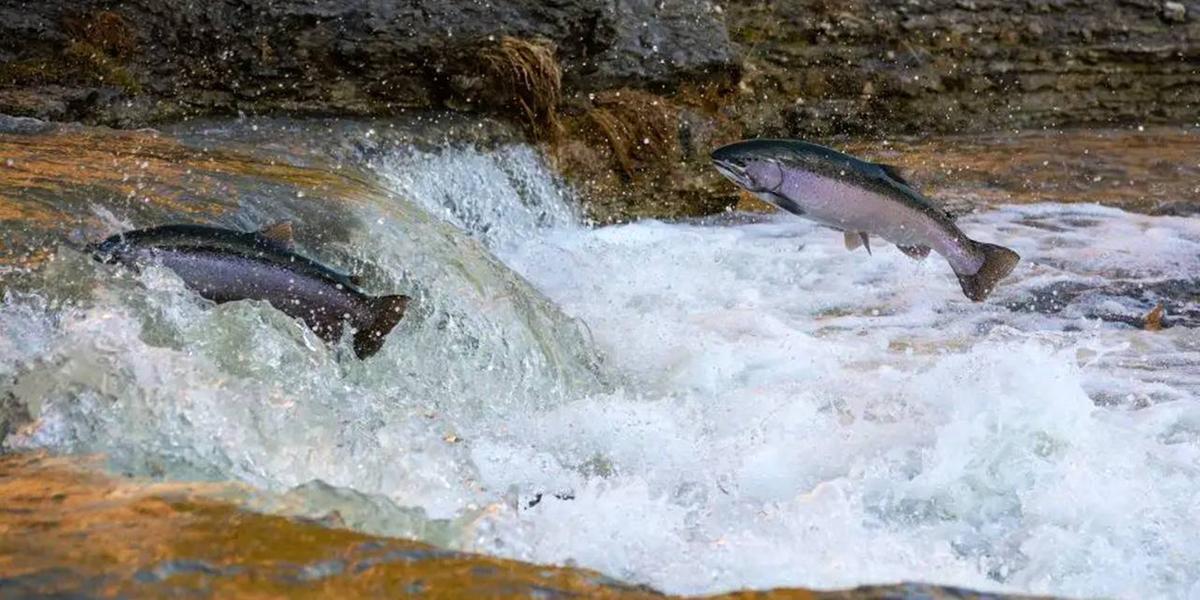 Pescadores devem respeitar período de reprodução dos peixes para garantir a preservação das espécies (ABC Digital)