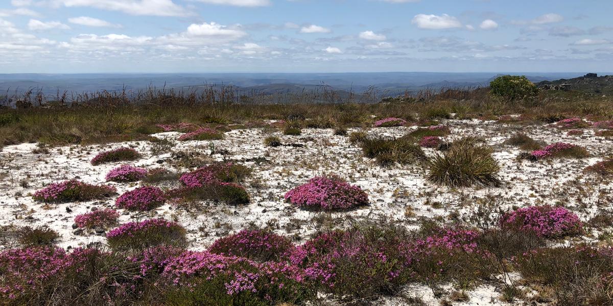 Flora dos campos rupestres, tesouros da Cordilheira do Espinhaço, Reserva da Biosfera (MANOEL FREITAS)