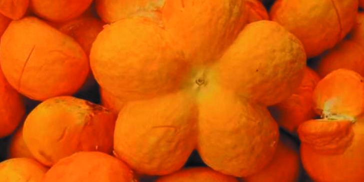 O pequi, fruto típico do Cerrado, será tema de competição em Montes Claros 